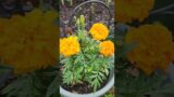 Squirrels are scared of this plant #marigold #squirrel #rabbit #plants #viral #youtubeshorts