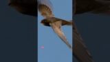 Swifts: The Ultimate Aerial Athletes of the Bird Kingdom  #viral #short #animals  #trending #foryou