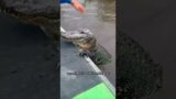 The alligator became the villagers best friend #animals #rescue  #recovery #shortvideo #shorts