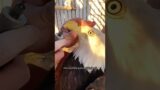 The girl’s kind act saved the eagle #animals #rescue #eagle #bird #recovery #shortvideo #shorts