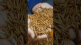 The only food for humanity's future! Edible larvae rearing process