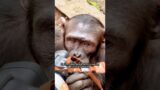 The ranger’s final farewell to the animals#animals #rescue #monkey #shortvideo #shorts