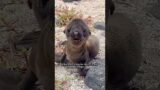 The seal became a regular visitor among the villagers#animals #rescue #theseal#shortvideo #shorts