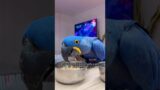 The uncle randomly bought a parrot egg #animals #rescue #parrot #bird #shortvideo #shorts