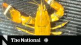 #TheMoment Nova Scotia fishers found a rare yellow lobster