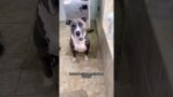 This is a dog eager to make friends #animals #rescue #dog #shortvideo #shorts