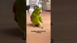 This is an optimistic parrot #animals #rescue #parrot #bird #emotion #shortvideo #shorts