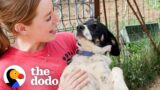 Trembling Dog Finally Lets Someone Hold Him | The Dodo