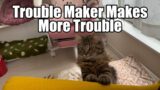 Trouble maker makes more trouble