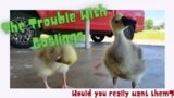 Would You Really Want Goslings? #troublemaker #geese