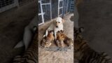 #animalshorts #healing #rescue #shortvideo #cute #animals #