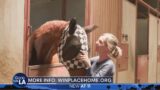 'Win Place Home' retrains ex-racehorses
