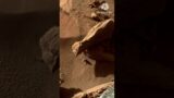 4k Latest Views From Mars Surface #Youtube #Shorts