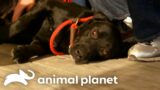 A Family Finds Gold With Fun-Loving Dog Rett | Pit Bulls and Parolees | Animal Planet