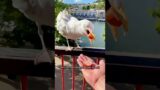 A seagull entangled in a fishing net#animals #rescue #recovery #seagull #shortvideo #shorts
