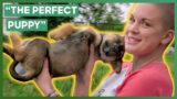 Amanda Finds A New Home For A Three-Legged Puppy | Amanda To The Rescue