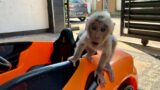 Baby Monkey Alpha left the house wearing only a diaper because he didn't want to be left by Daddy