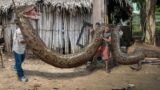 Biggest snake in the world