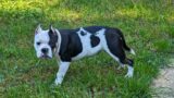 Bully gets disciplined by huge Cane corso