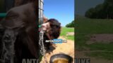 Camel in the rescue zoo drinking water