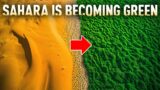 Can the Sahara Desert Turn Completely Green?