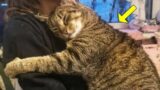 Cat Gives Owner 1 Final Long Hug Before Being Put Down. Then The Vet Says: "We're Making A Mistake"