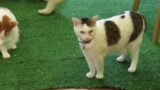 Cat shop manager at Cat Cafe 11 #shorts