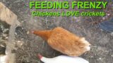 Chickens LOVE Crickets – Satisfy your flock's hunger with protein-rich crickets