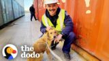 Coast Guards Rescue Dog Trapped In Shipping Container | The Dodo
