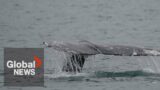 Controversial grey whale hunt approved for Washington State's Makah Tribe