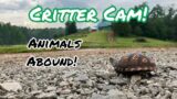 Critter Cam…Troublemaker Turkeys And Other Wildlife On The Farm