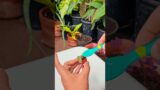Cute little terracotta pot| water propagation in pot| silver pothos|