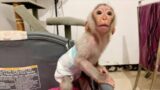 Cute pet Baby Monkey Alpha cant patient waiting daddy prepare food for him