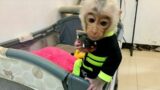 Cute pet Baby Monkey Alpha eats dairy choco milk feed by his father