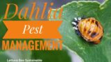 Dahlia Pest Management.