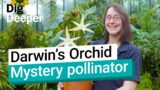 Darwin's Orchid: What pollinates this unusual flower? | Dig Deeper S1 Ep3 | Kew
