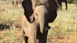 Desert-adapted baby elephant- Fiory surviving against all odds
