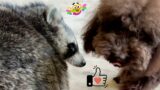 Dogs to the Rescue: Marcel the Raccoon Faces Off Against Leopold the Cat.