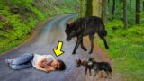 Evil Father Dumps Son On The Road, Then Wolf Appears & Does Something Unbelievable!