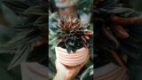 Flower pot – Vintage terracotta planters | Home decor