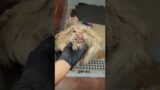 Found In The Boiling Texas Heat, Pup's Matted & Wounded Body Showed Years Of Neglect- story below