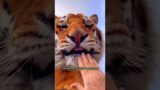 Grandma and the tigers reluctant farewell #animals #rescue #tiger #shortvideo #shorts