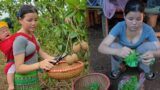 Harvesting Sapodillas to Sell at Market – The Life of a 17-Year-Old Single Mother | Ly Tieu Dua