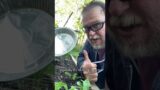 How to keep squirrels out of your garden using a solar death ray #funnyshorts #funny #shorts