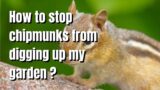 How to stop chipmunks from digging up my garden – The Walled Nursery