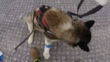 Husky Needed Help To Walk And Get Home After His Operation
