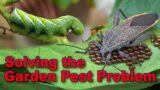 Kicking Insect Pests Out of Your Garden