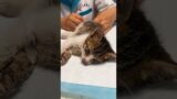 Love will keep the kitty alive #animals #rescue #cat #shortvideo