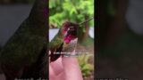 Man rescues and befriends a heat-stricken hummingbird. #shortvideo #animals #shorts #birds #cute