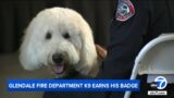 Meet Cooper the goldendoodle, who helps Glendale firefighters cope with job stress